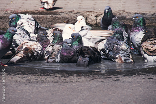 city pigeons taking a bath in a street pothole filled with rain water
