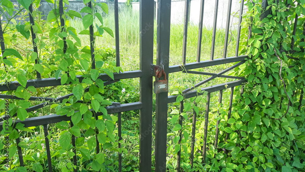Closed Iron Gate with lock.  Padlock on Iron Gate. 
