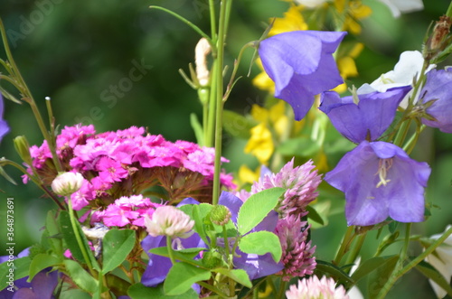 beautiful bouquet of bright flowers on a meadow against a background of green foliage