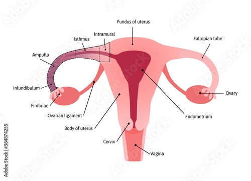 Anatomical Structure of fallopian tube. Fimbriae. Medical vector illustration marked with lines
