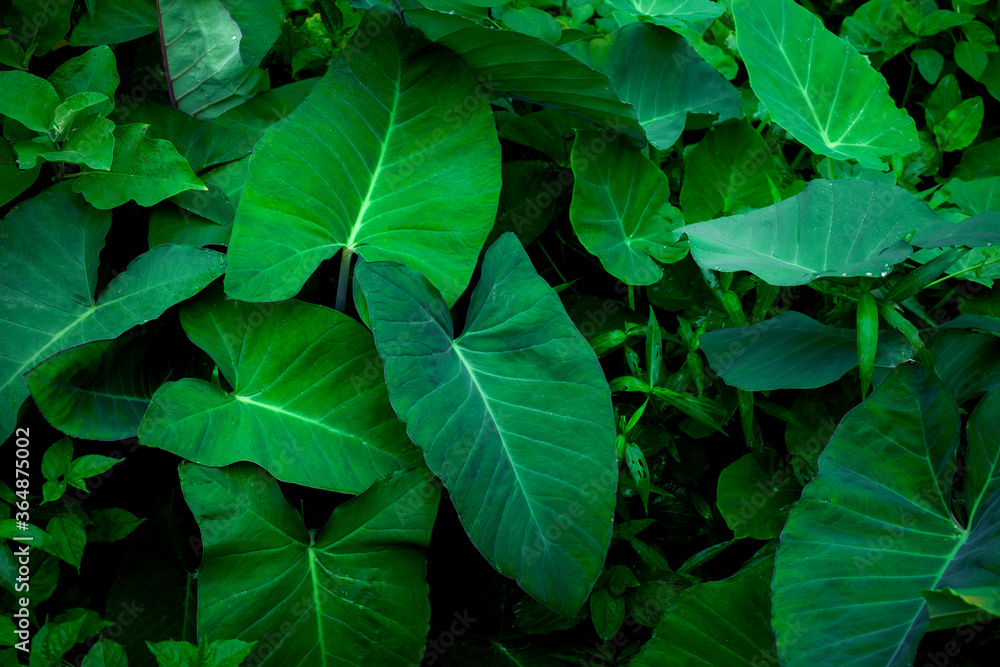 closeup tropical green leaves nature in the garden and dark tone background concept closeup tropical green leaves nature in the garden and dark tone background concept