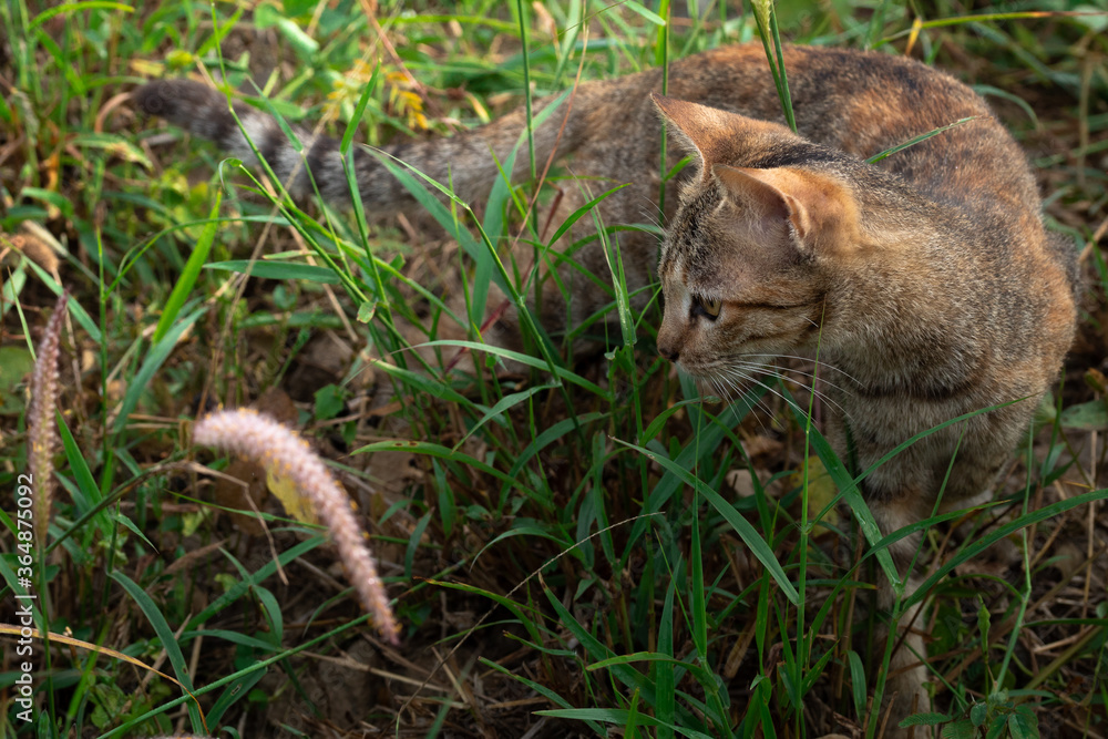 cute brown cat smelling grass while playing outside   