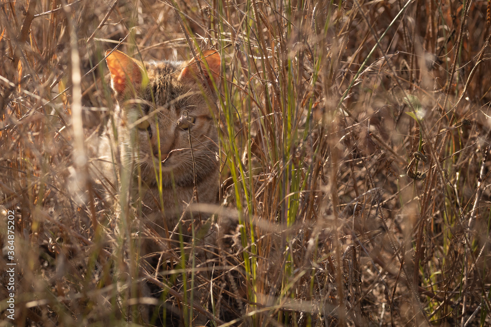 Dramatic view of a cat hide on dried grasses