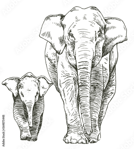 Hand drawn sketch of elephant mother and cub walking,  front view