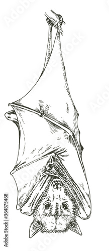 Hand drawn realistic sketch of hanging bat or flying fox. Vector illustration