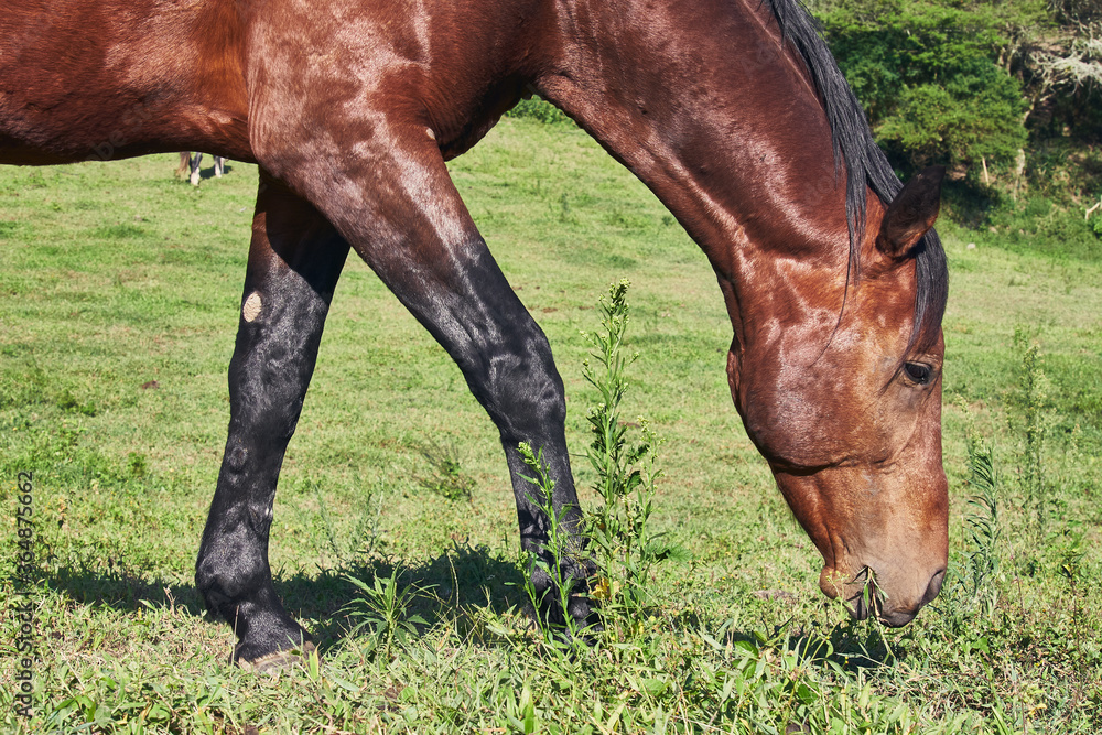 Horse grazing on green pasture, rural scene Horse grazing on green pasture, rural scene