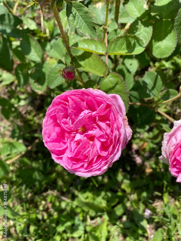 pink rose in garden pink rose in garden