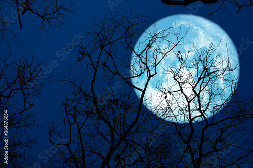 sturgeon blue moon and silhouette tree in the night sky