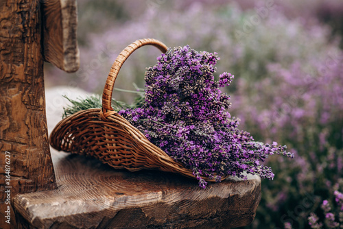Wicker basket of freshly cut lavender flowers on a natural wooden bench among a field of lavender bushes. The concept of spa, aromatherapy, cosmetology. Soft selective focus. photo