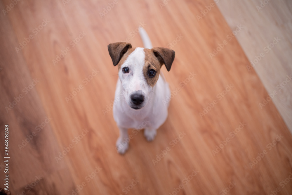 Portrait of cute terrier puppy sitting on floor Portrait of cute terrier puppy sitting on floor