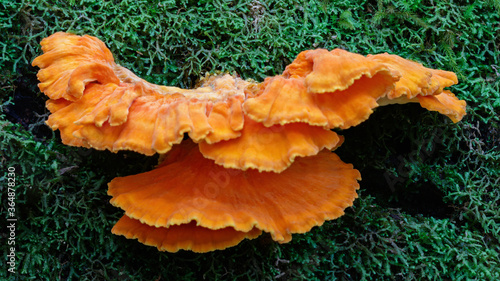 Laetiporus sulphureus, also named Chicken of the Woods due to its chicken-like taste when cooked - approx 250mm dia - Barrington Tops National Park, NSW, Australia photo