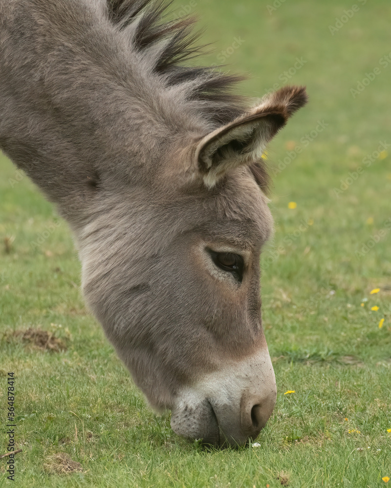Head shot of hungry donkey grazing in meadow Head shot of hungry donkey grazing in meadow