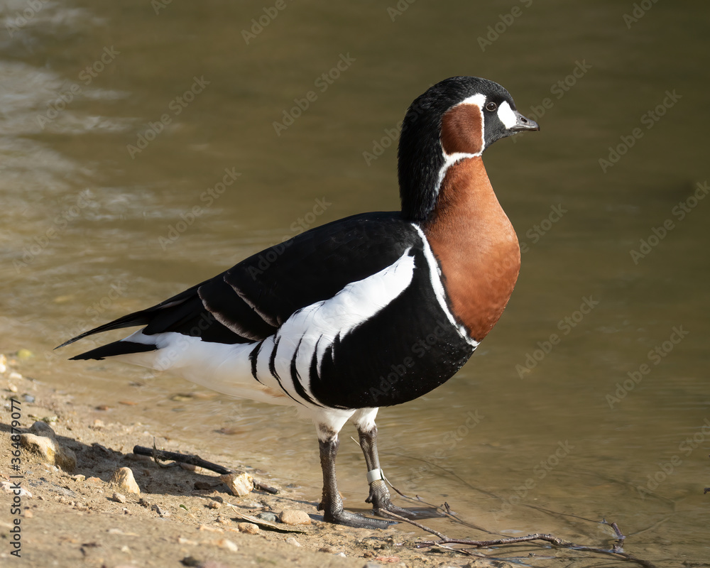 Fototapeta premium Magnificent Red-breasted Goose, Branta ruficollis, at water edge