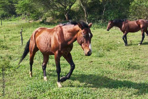 Horse grazing on green pasture, rural scene