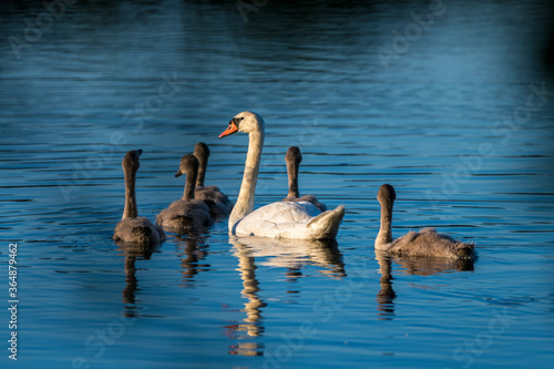 Mute Swan Family Mother and teenagers