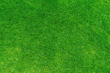 Green grass texture background, Top view of grass garden Ideal concept used for making green flooring, lawn for training football pitch, Grass Golf Courses green lawn pattern textured background.