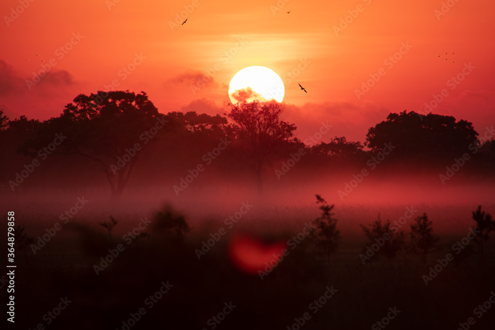 Foggy Sunrise with Flocks of birds Flying