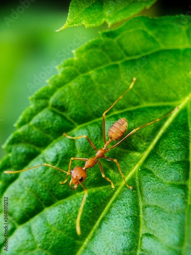 ant on leaf background © RiyanPM17