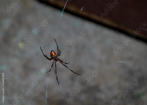 Black Widow Spider Hanging from Web