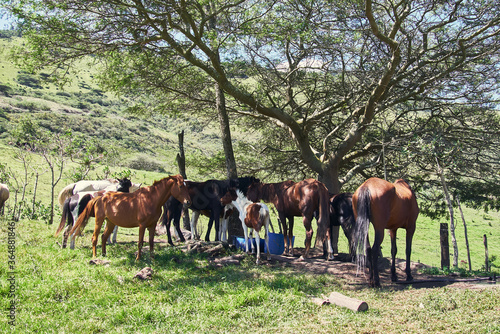 Horses and foals grazing on green pasture