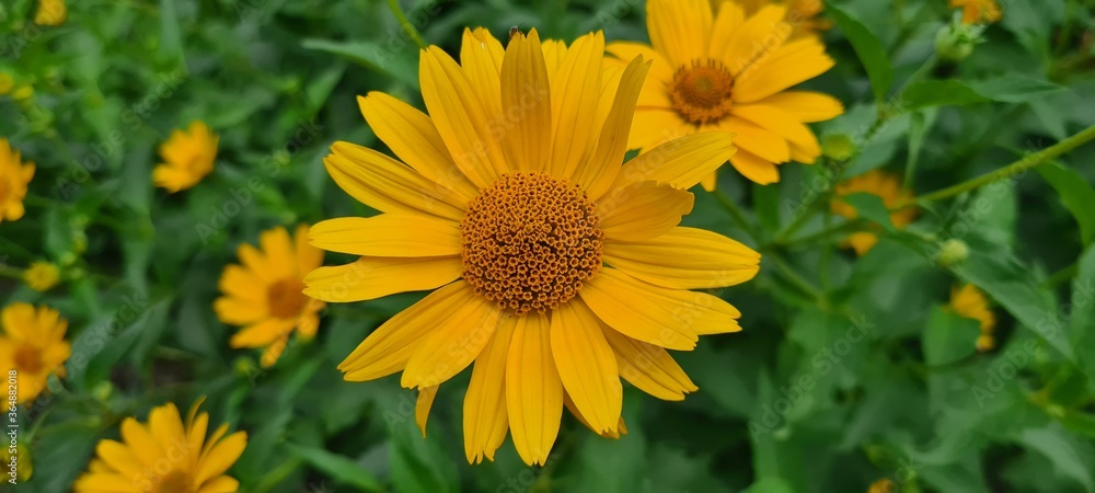 Yellow flower Yellow flower