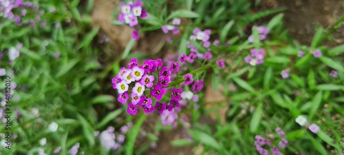 purple crocus flowers