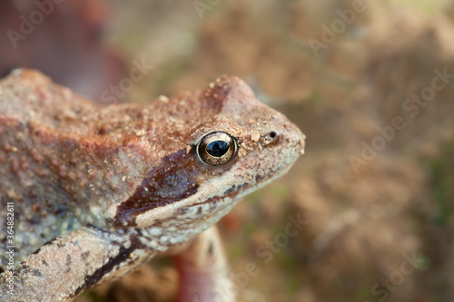 A close-up picture of a frog.
