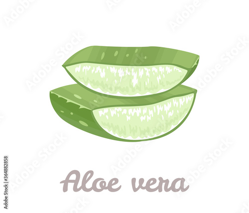 Aloe vera slices. Sliced aloe vera leaf isolated on white background. Vector illustration in cartoon flat style.