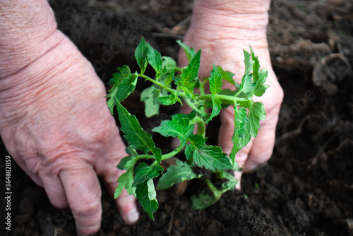 Old farmer planting young seedlings of tomato in vegetable garden.