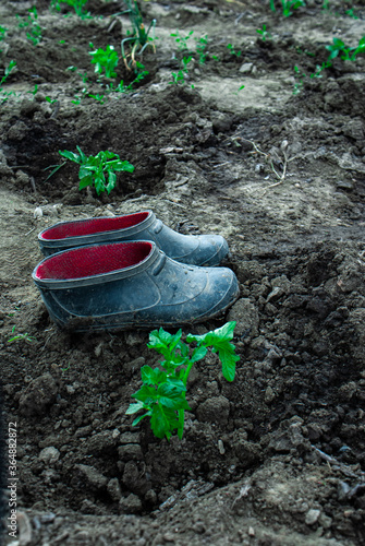 authentiс dirty rubber shoes worn for garden work vertical