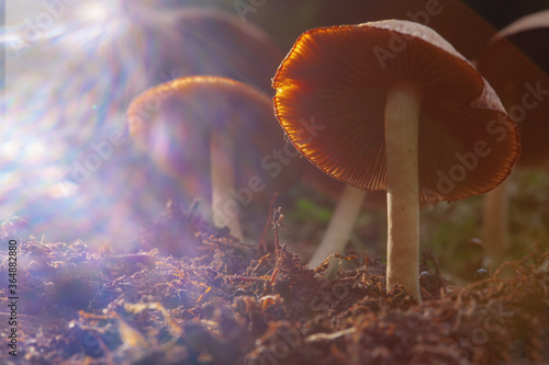 Hallucinogenic mushrooms grow in vivo.