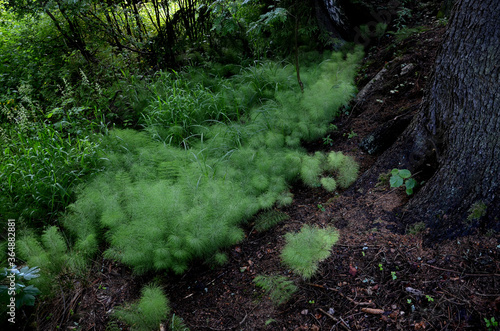 Horsetail is a perennial plant. It has a horizontal articulated, creeping, branched and black underground rhizome, an articulated hollow stalk and membranous leaves that grow in forest 