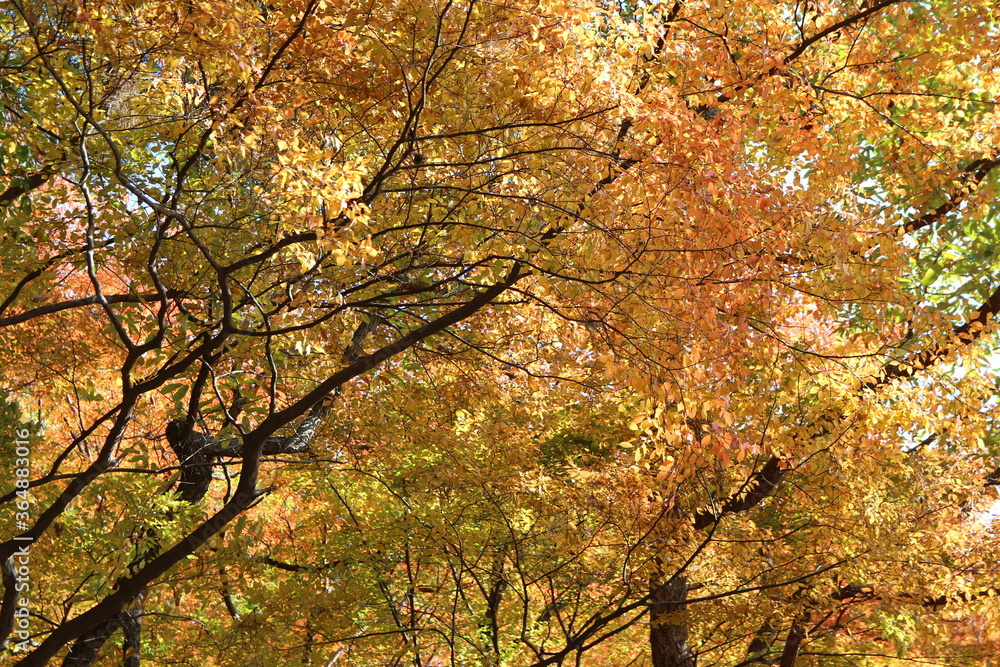 Colourful autumn leaves with blue sky, South Korea Colourful autumn leaves with blue sky, South Korea