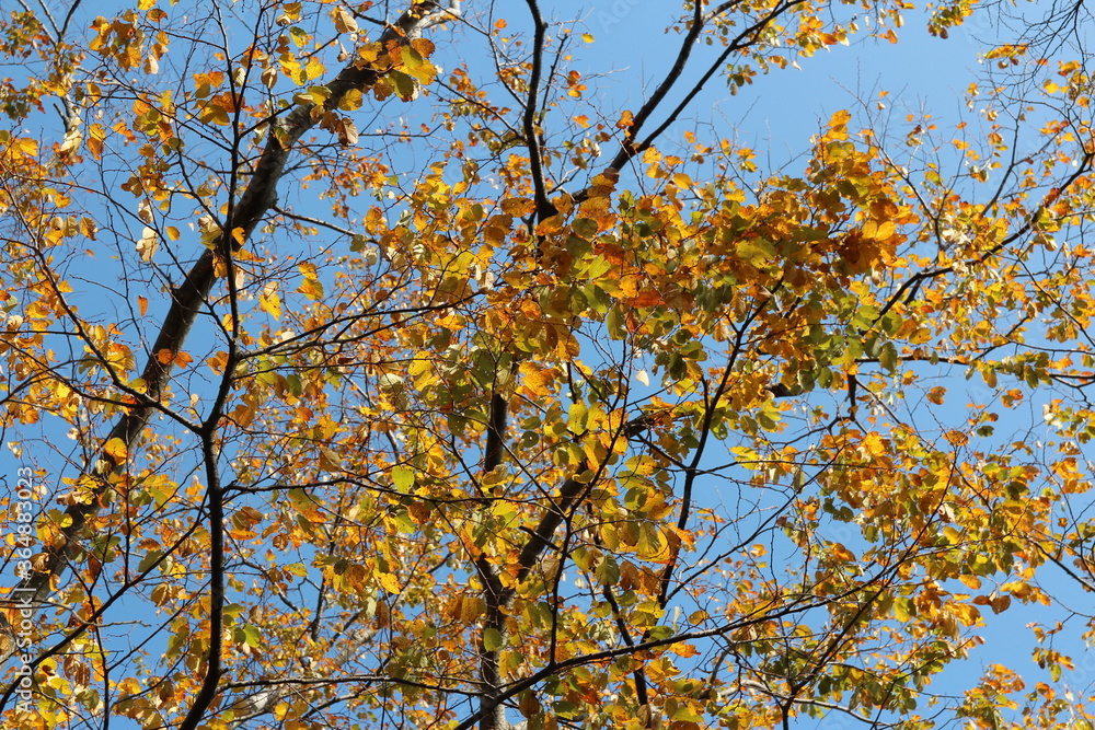 Colourful autumn leaves with blue sky, South Korea Colourful autumn leaves with blue sky, South Korea