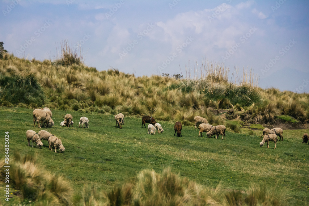 Sheep grazing in the andes moor landscape