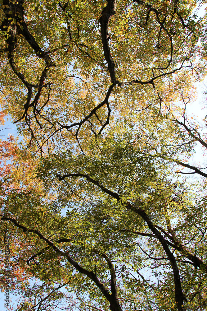 Fototapeta premium Autumn view of colourful leaves in forest, South Korea