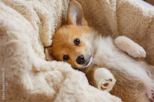 cute Welsh Corgi Pembroke puppy is lying on a blanket top view. the concept of cute, funny pets