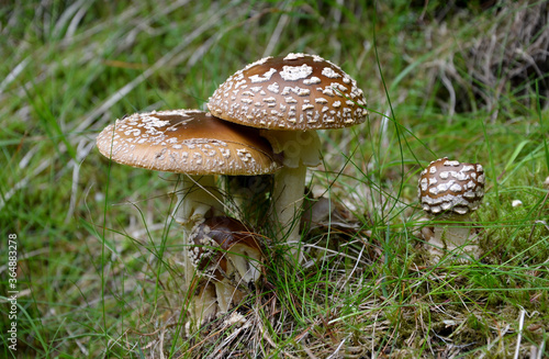 The hat is spherically closed in youth, later hemispherical and distributed in adulthood, 5-15 cm in diameter, light to dark brown in adulthood, slightly grooved, evenly covered with white flat nipple photo