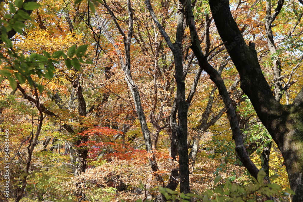 Autumn view of colourful leaves in forest, South Korea Autumn view of colourful leaves in forest, South Korea