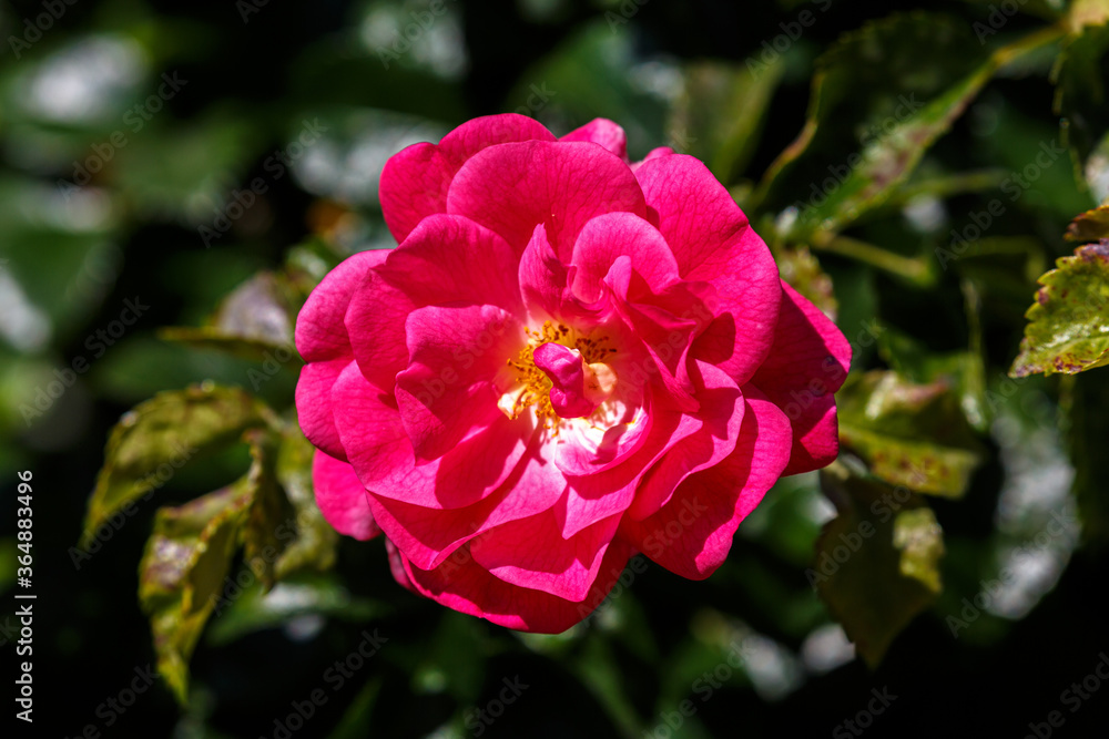 Petal of blooming rose in garden Petal of blooming rose in garden