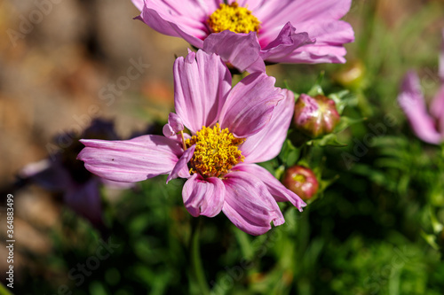 Petal of blooming flower in garden