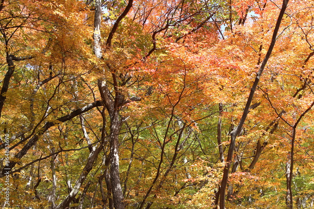 Autumn view of colourful leaves and tree branches in forest, South Korea Autumn view of colourful leaves and tree branches in forest, South Korea