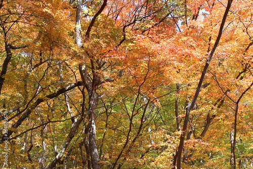 Autumn view of colourful leaves and tree branches in forest, South Korea