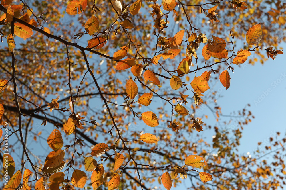 Colourful autumn leaves with blue sky, South Korea Colourful autumn leaves with blue sky, South Korea