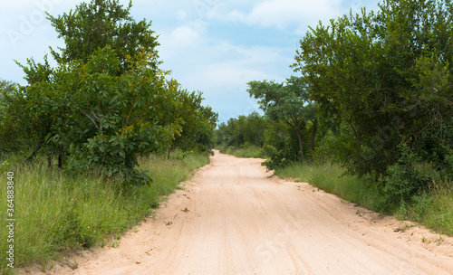 Sandy dirt road in the south african Kruger national park with grass and bushes on the left and right of the uneven road photo