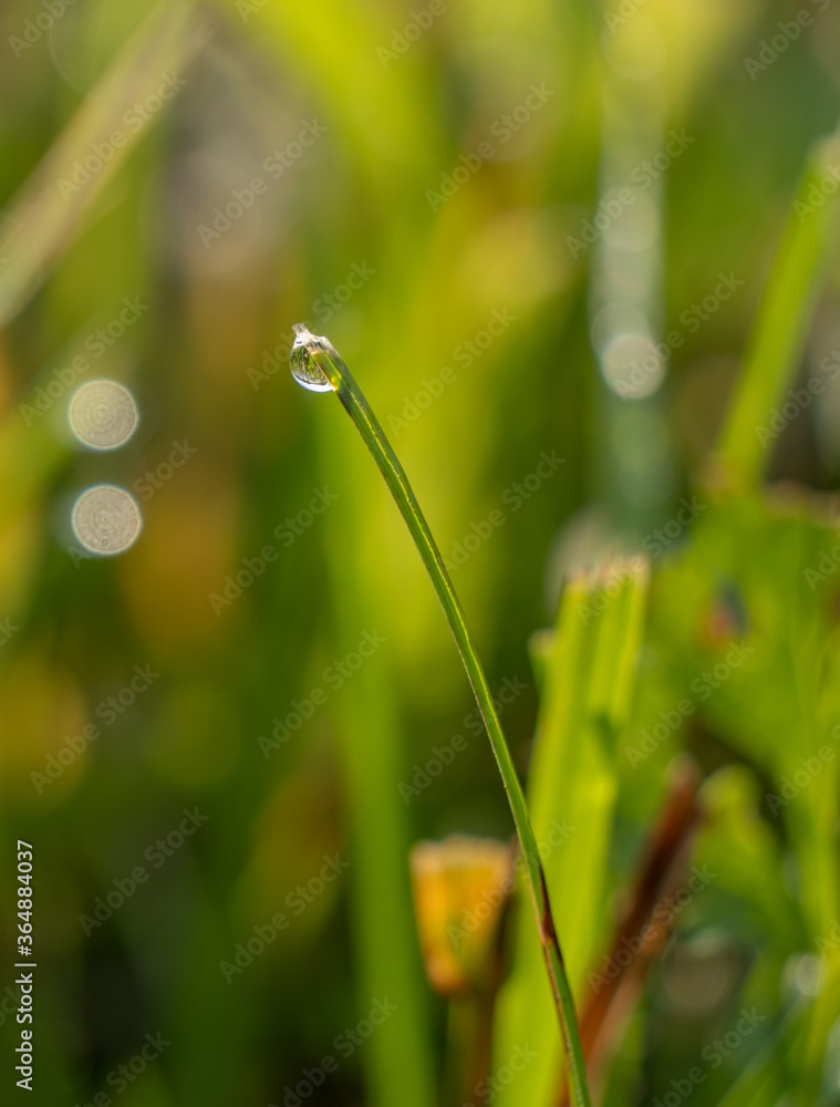 A drop of grass hanging alone on a blade of grass and shimmering in the sun A drop of grass hanging alone on a blade of grass and shimmering in the sun