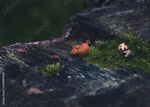 Tiny fungi growing in the moss on the stump