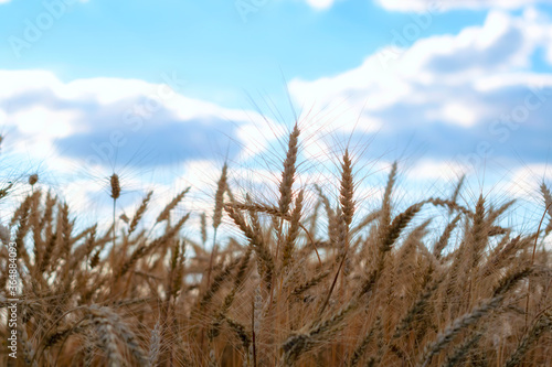 Wheat field. Ears of golden wheat close up. Rural Scenery under Shining sunset. close-up selective focus