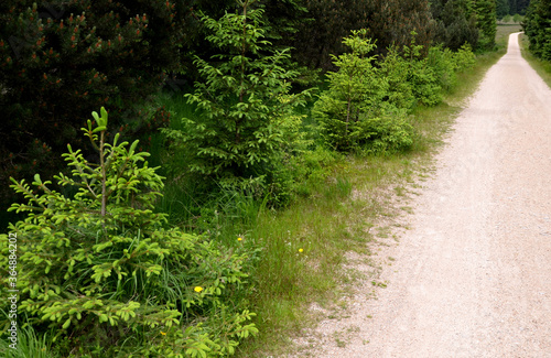 rejuvenation of spruce which is light-loving always takes place on pastures and along paths where seedlings can grow with plenty of light and space photo