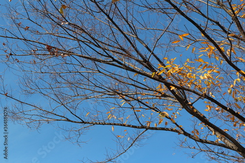 Colourful autumn leaves and artistic tree branches with blue sky, South Korea